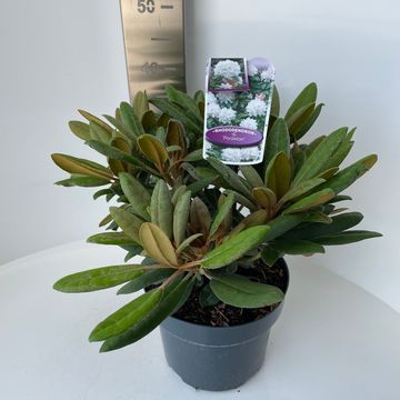 Rhododendron 'Porzellan' (Y)