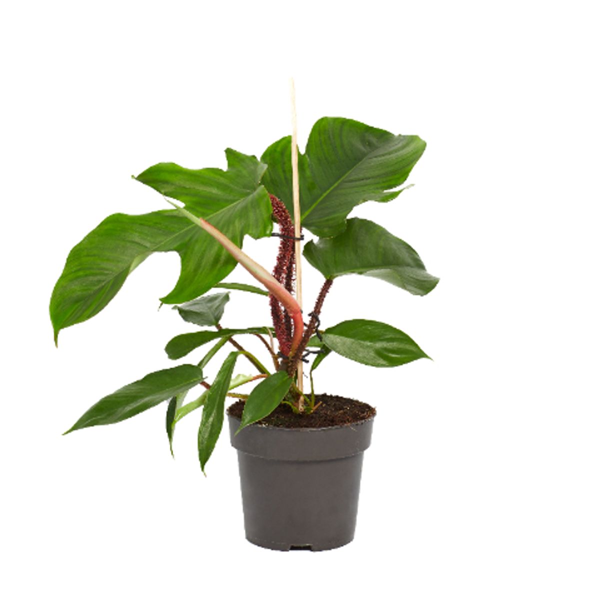 pilea glauca plant Pilea glauca ‘Aquamarine’ main image 0