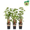 Ribes rubrum 'Jonkheer van Tets'