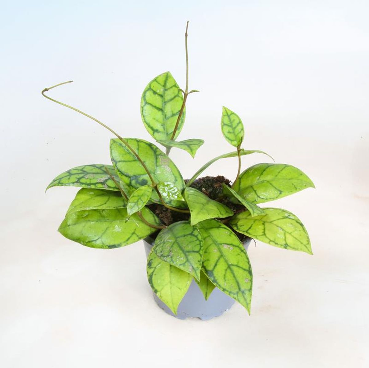 Hoya callistophylla — Растения Оптовая FlorAccess
