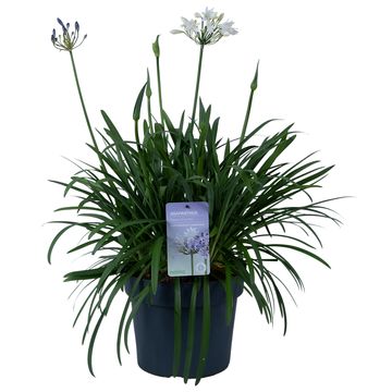 Agapanthus SUMMER LOVE MIX IN POT