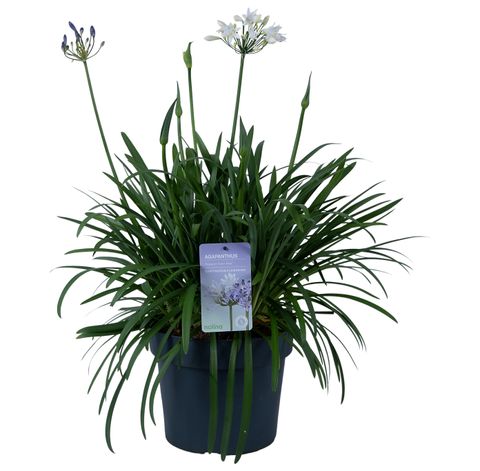 Agapanthus SUMMER LOVE MIX IN POT