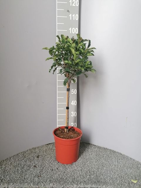 Photinia x fraseri MAGICAL VOLCANO