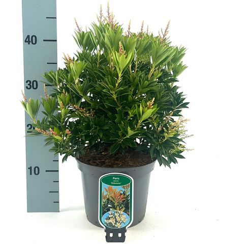 Pieris japonica 'Debutante'