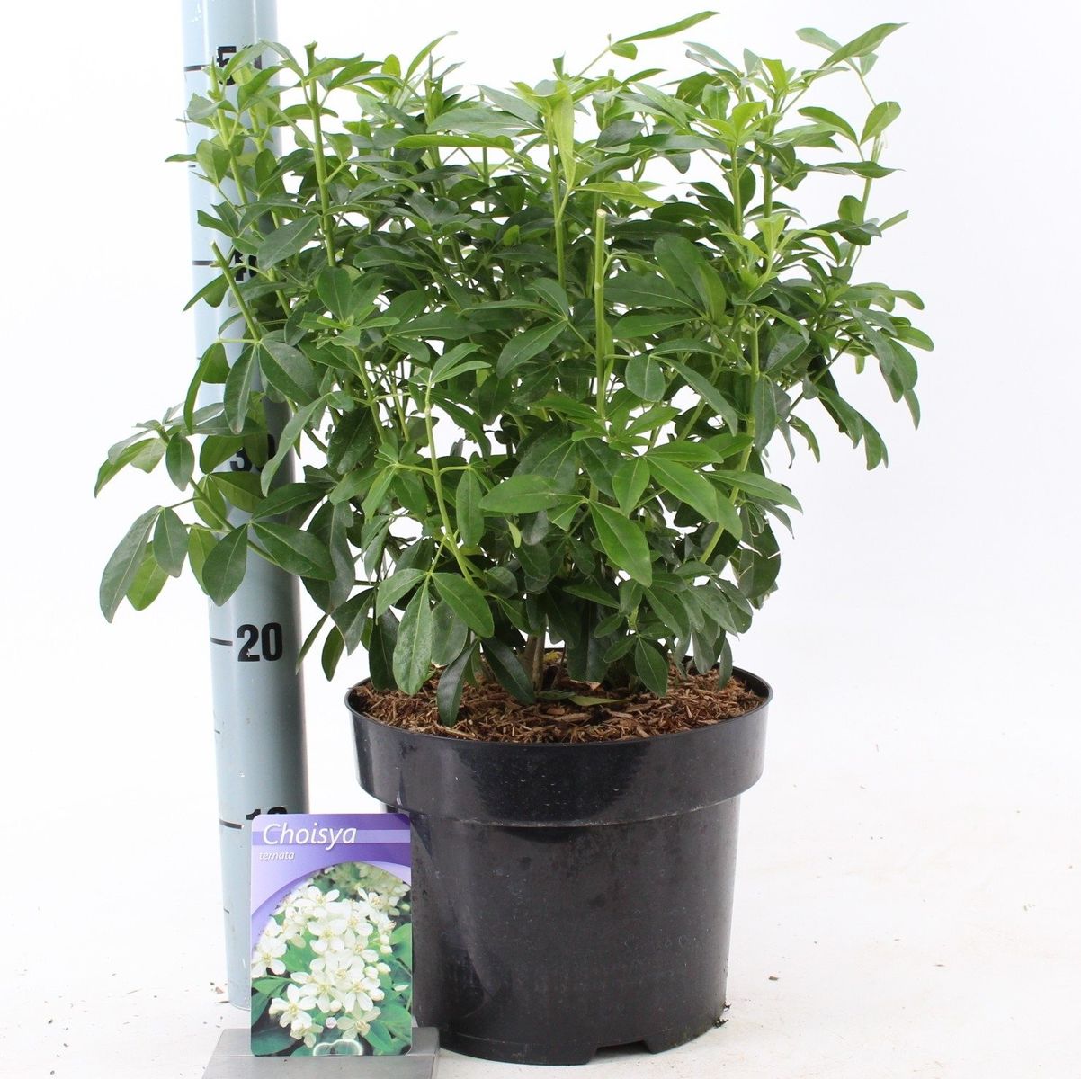 Choisya ternata — Plant Wholesale FlorAccess