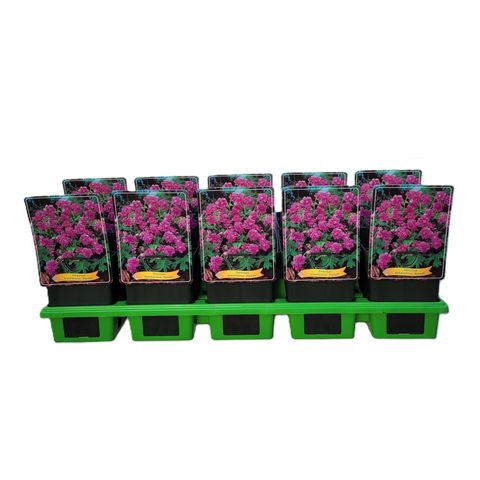 Geranium himalayense 'Plenum'