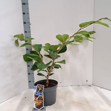 Hamamelis x intermedia 'Aphrodite'