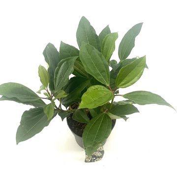 Viburnum davidii