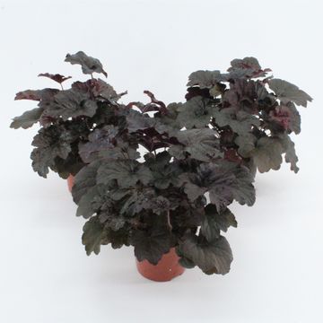 Heuchera micrantha 'Palace Purple'