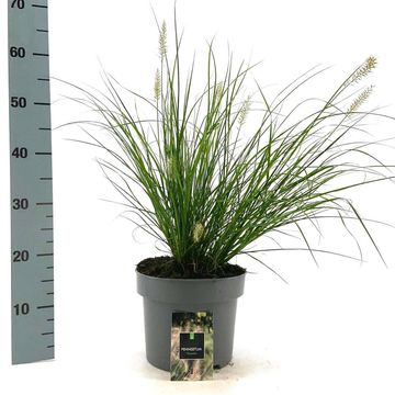 Pennisetum alopecuroides 'Hameln'