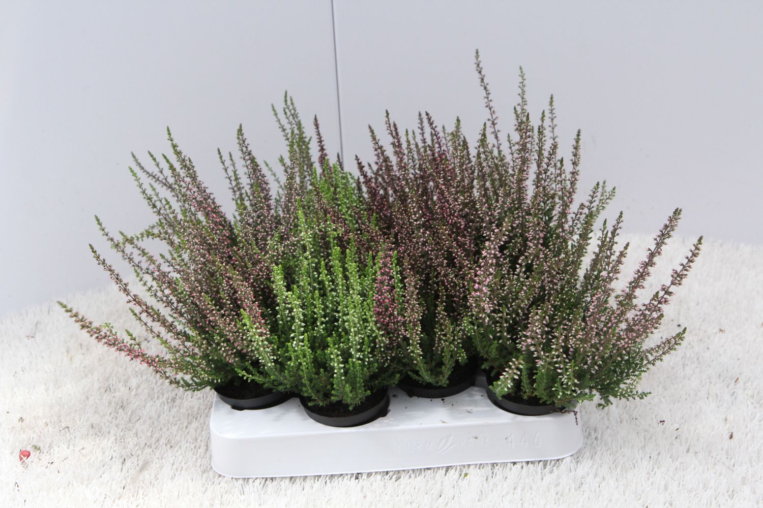 Calluna Vulgaris GARDEN GIRLS MIX — Plant Wholesale FlorAccess