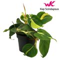 Filodendron scandens 'Brasil'