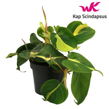 Philodendron scandens 'Brasil'