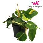 Filodendron scandens 'Brasil'