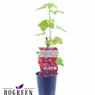 Ribes rubrum 'Jonkheer van Tets'