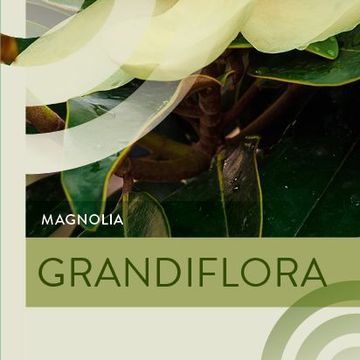 Magnolia grandiflora
