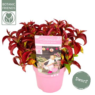 Hydrangea serrata 'Pink Petticoat'