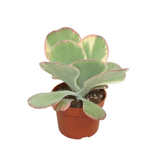 Kalanchoe thyrsiflora 'Variegata'