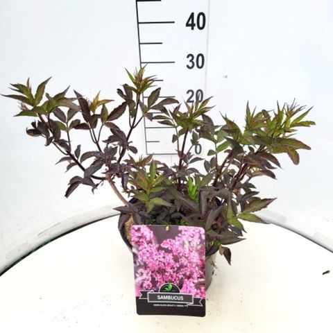 Sambucus nigra BLACK BEAUTY