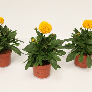 Coreopsis grandiflora SOLANNA GOLDEN SPHERE