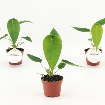 Anthurium peltigerum