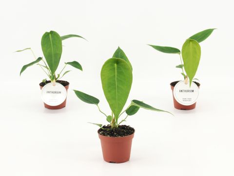 Anthurium peltigerum