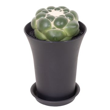 Coryphantha elephantidens