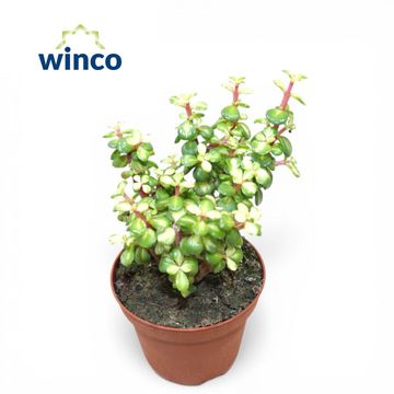 Portulacaria afra 'Mediopicta'