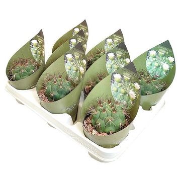 Gymnocalycium saglionis