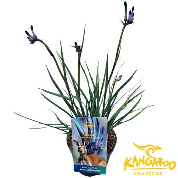 Anigozanthos 'Blue Masquerade'