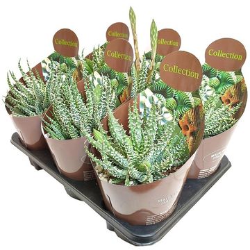 Aloe humilis x erinacea