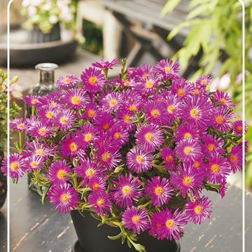 Delosperma OCEAN SUNSET VIOLET
