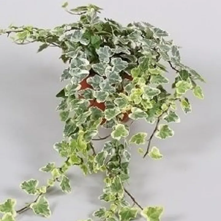 Хедера Вайт Вандер фото 10