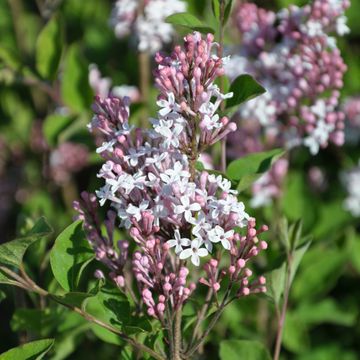 Syringa meyeri FLOWERFESTA WHITE