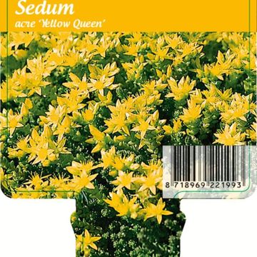 Sedum acre 'Yellow Queen'