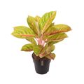 Aglaonema 'Rose Parkeet'