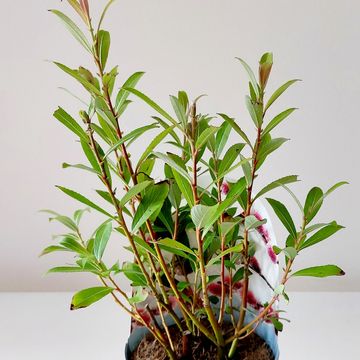 Salix gracilistyla 'Mt. Aso'