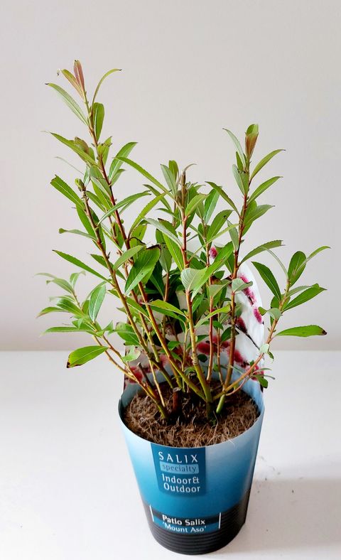 Salix gracilistyla 'Mt. Aso'