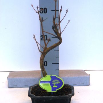 Metasequoia glyptostroboides