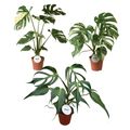 Monstera MIX
