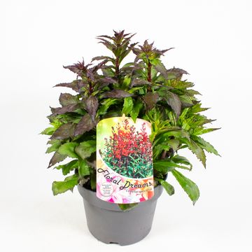 Lobelia x speciosa
