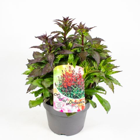 Lobelia x speciosa