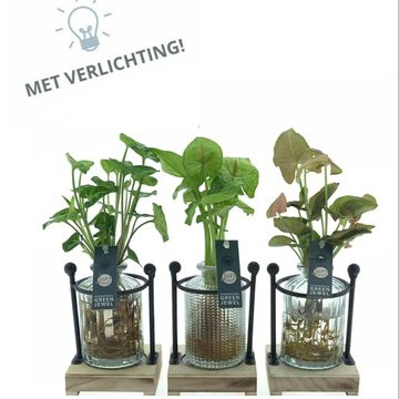 Arrangement Houseplants