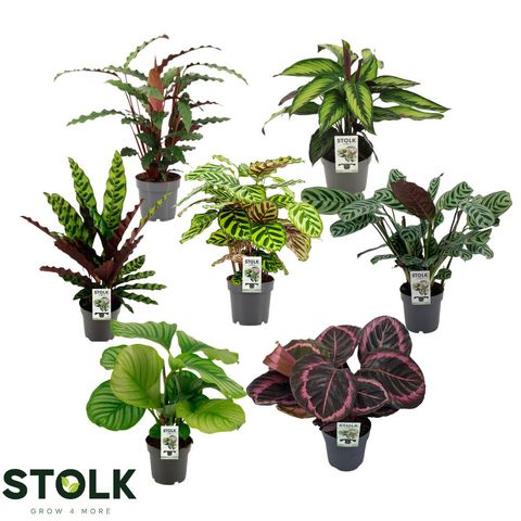 Calathea MIX