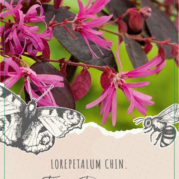 Loropetalum chinense 'Fire Dance'