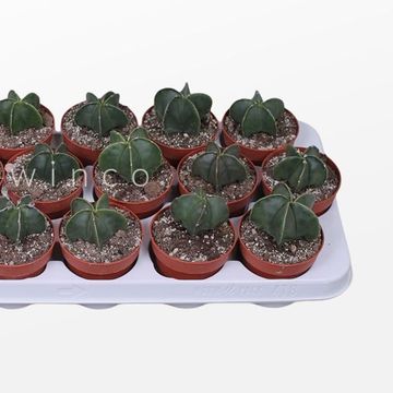 Astrophytum myriostigma nudum