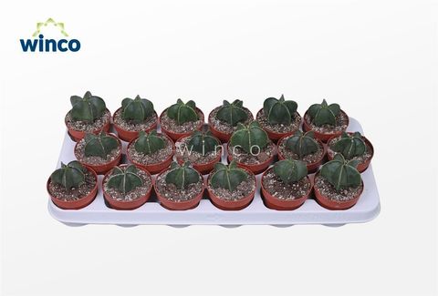 Astrophytum myriostigma nudum