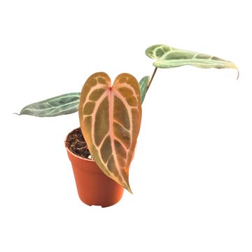 Anthurium DocBlock Anthurium Home, Sweet Home® '32' X Tortoise Shell Brown® '34'