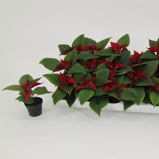 Euphorbia pulcherrima CHRISTMAS GLORY (Valk bv, van der)