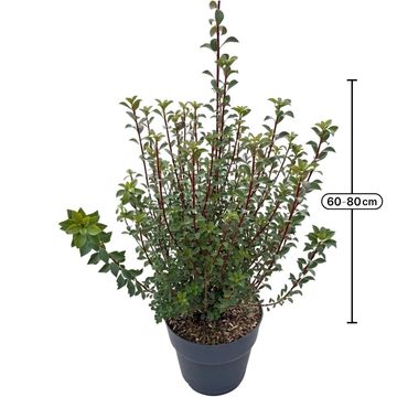 Enkianthus campanulatus